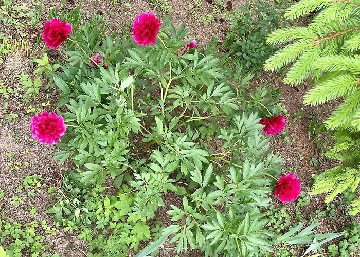 Freiblick 1 Bad Glbg Mit Garten Top1 * باد غليشنبرج